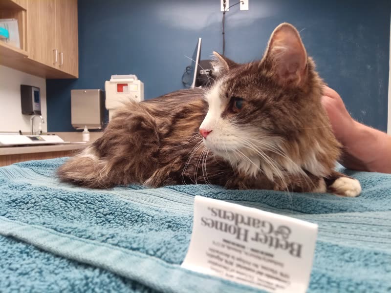 A long-haired brown and white cat resting on a blue towel on the exam table in the clinic, a hand steady beside it