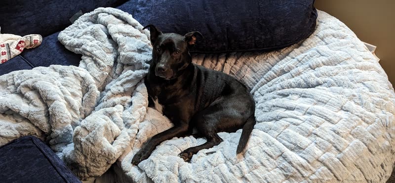 A small black and tan dog curled up asleep on a white quilted blanket