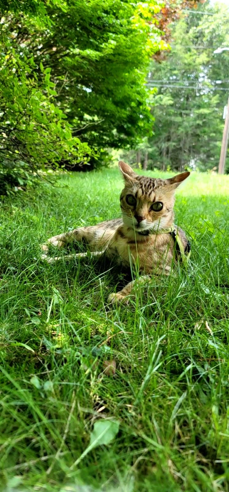 A spotted Bengal-type cat lying in tall green grass with trees behind it