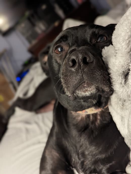 Close-up portrait of a black pit-bull-type dog resting and looking up at the camera