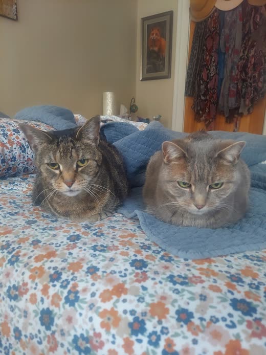 Two grey tabby cats sitting side by side on a floral bedspread