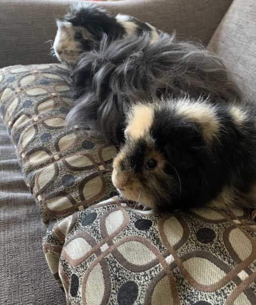 Two long-haired guinea pigs sitting together on a patterned cushion