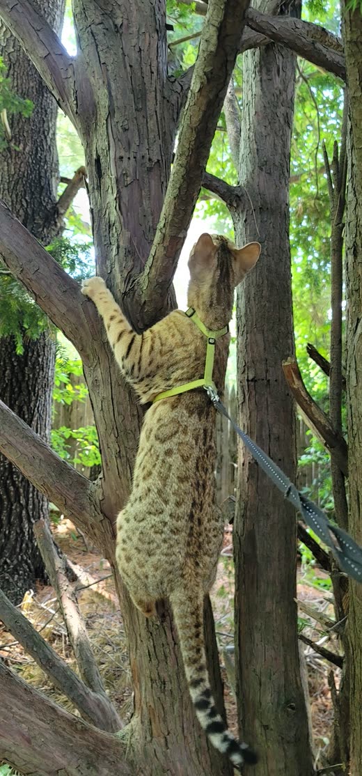 Spotted Bengal-type cat on a harness and leash climbing a tree trunk outdoors