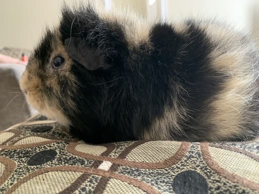 Black, tan and white long-haired guinea pig sitting on a patterned throw